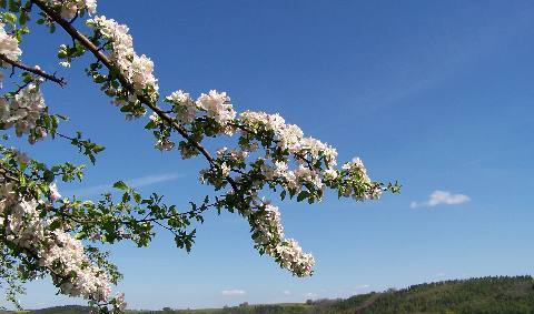 Wildapfelblüte